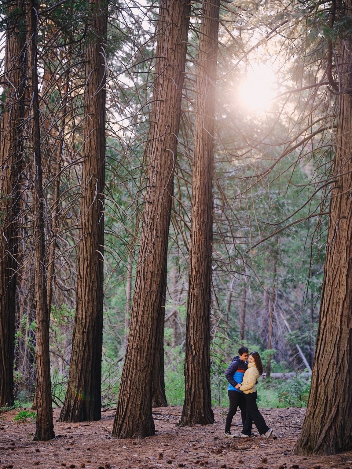 Couple among redwoods