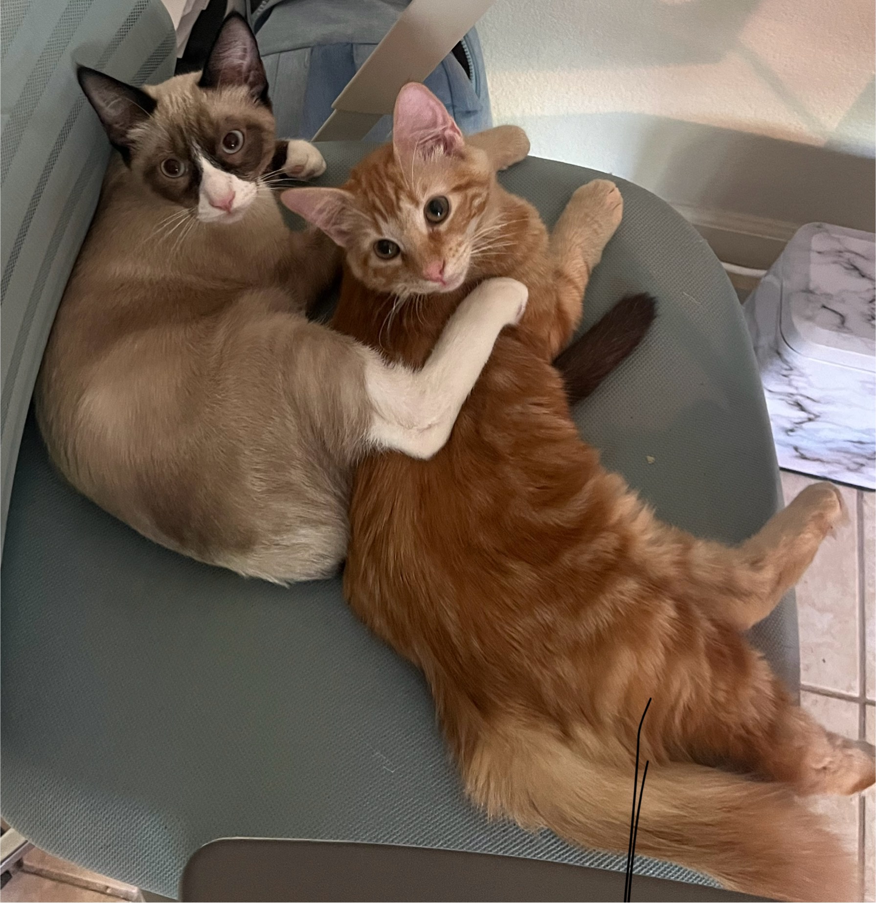 Toki and Simba cuddling together